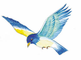 青い鳥 水彩画 11年カレンダー名入れ印刷 アート デザイン イラスト